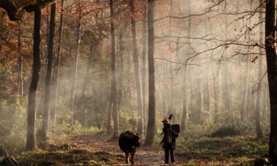The Walking Dead Wallpaper: The Ultimate Guide to Finding, Choosing, and Using the Best TWD Backgrounds