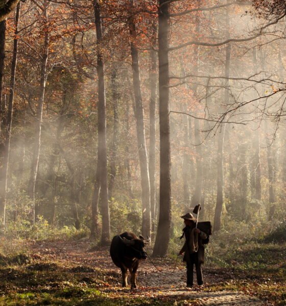 The Walking Dead Wallpaper: The Ultimate Guide to Finding, Choosing, and Using the Best TWD Backgrounds