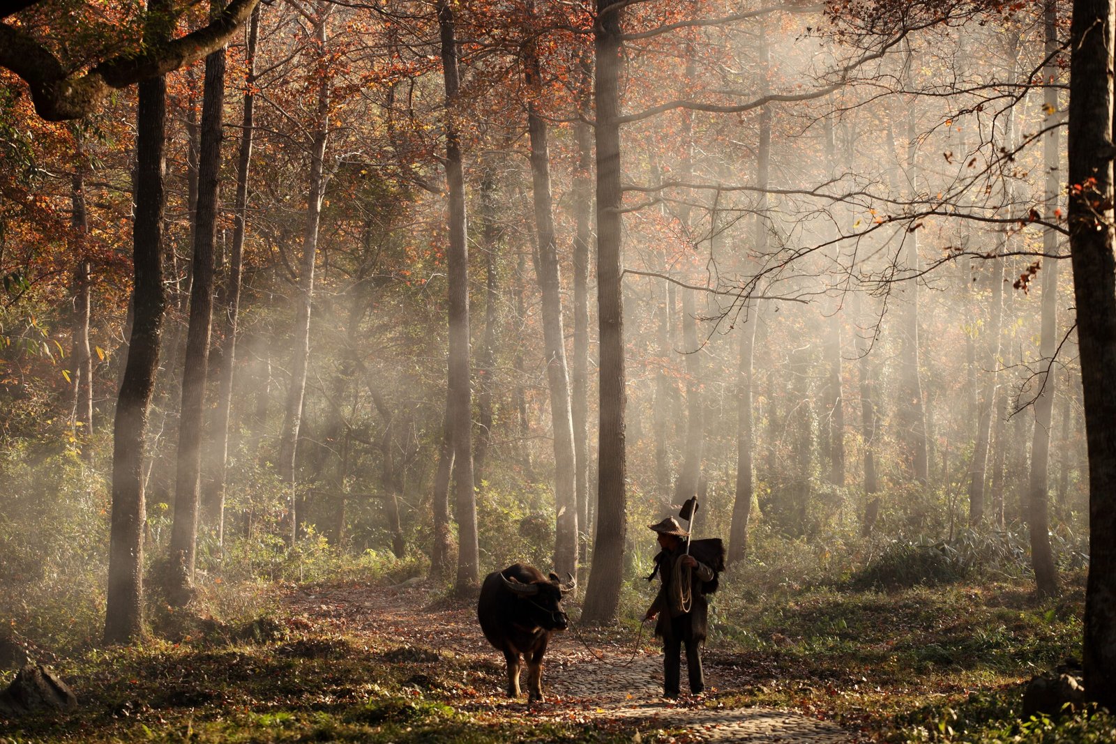 The Walking Dead Wallpaper: The Ultimate Guide to Finding, Choosing, and Using the Best TWD Backgrounds