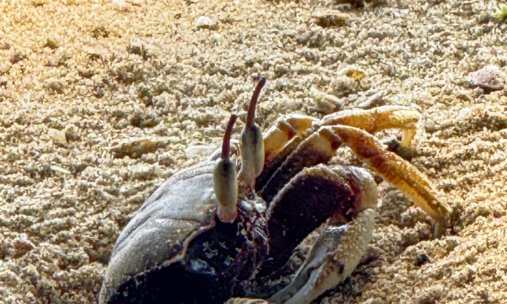 zombie crabs