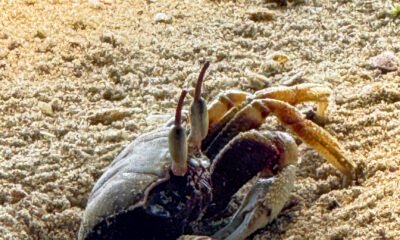 zombie crabs