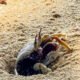 zombie crabs