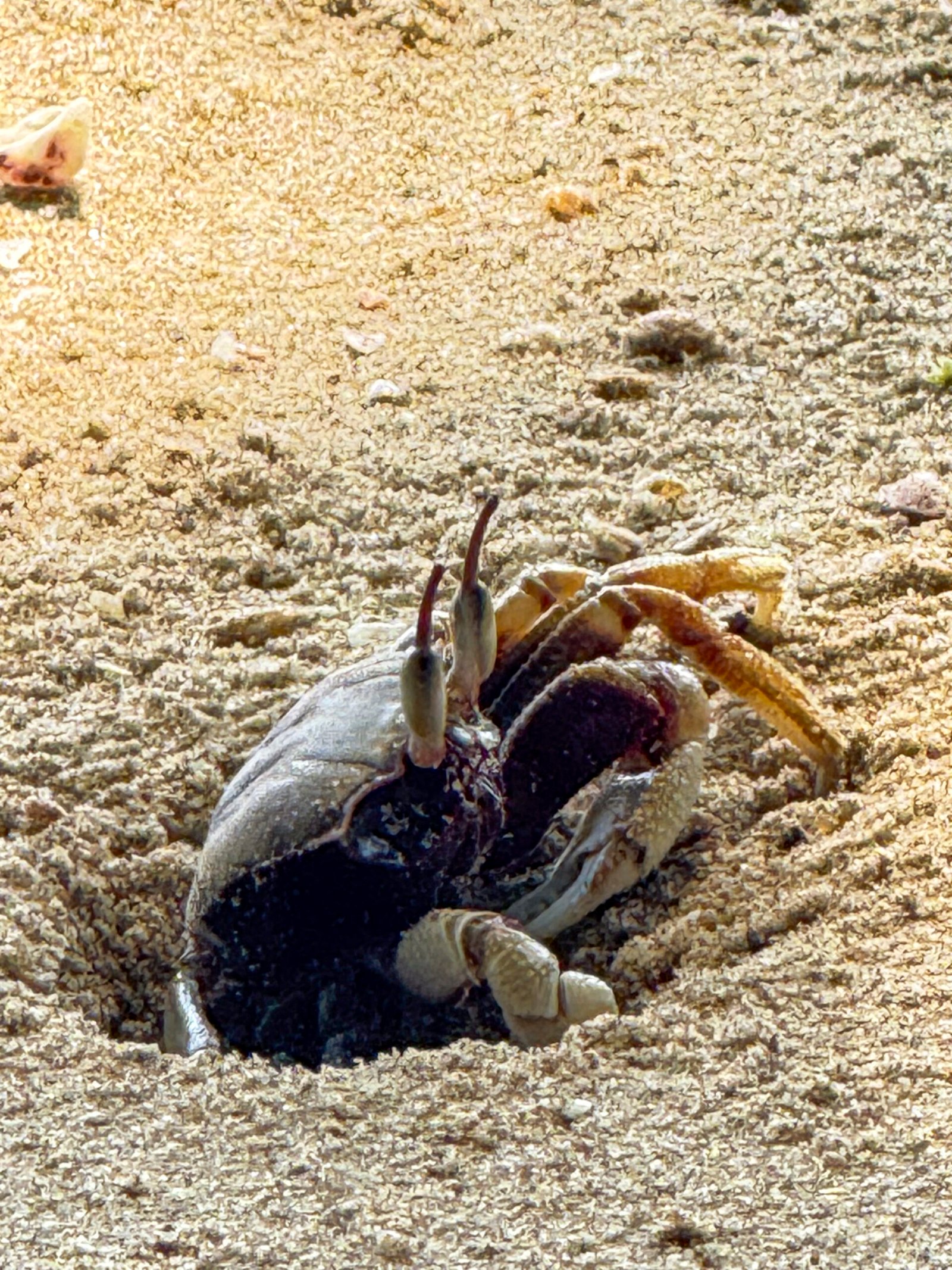 lenix crm login zombie crabs